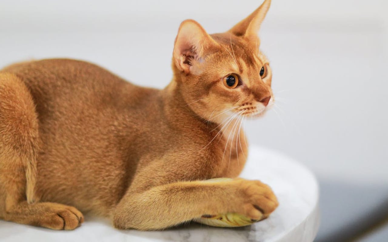 Abyssinian