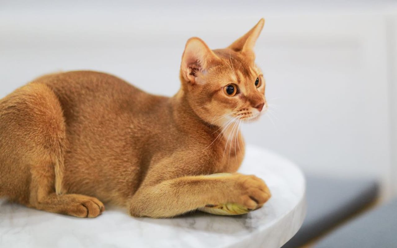 Abyssinian — gallery 4