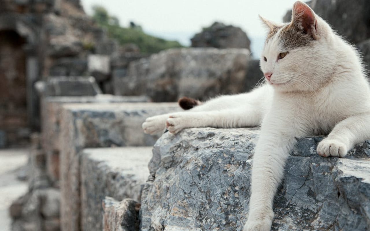 Aegean