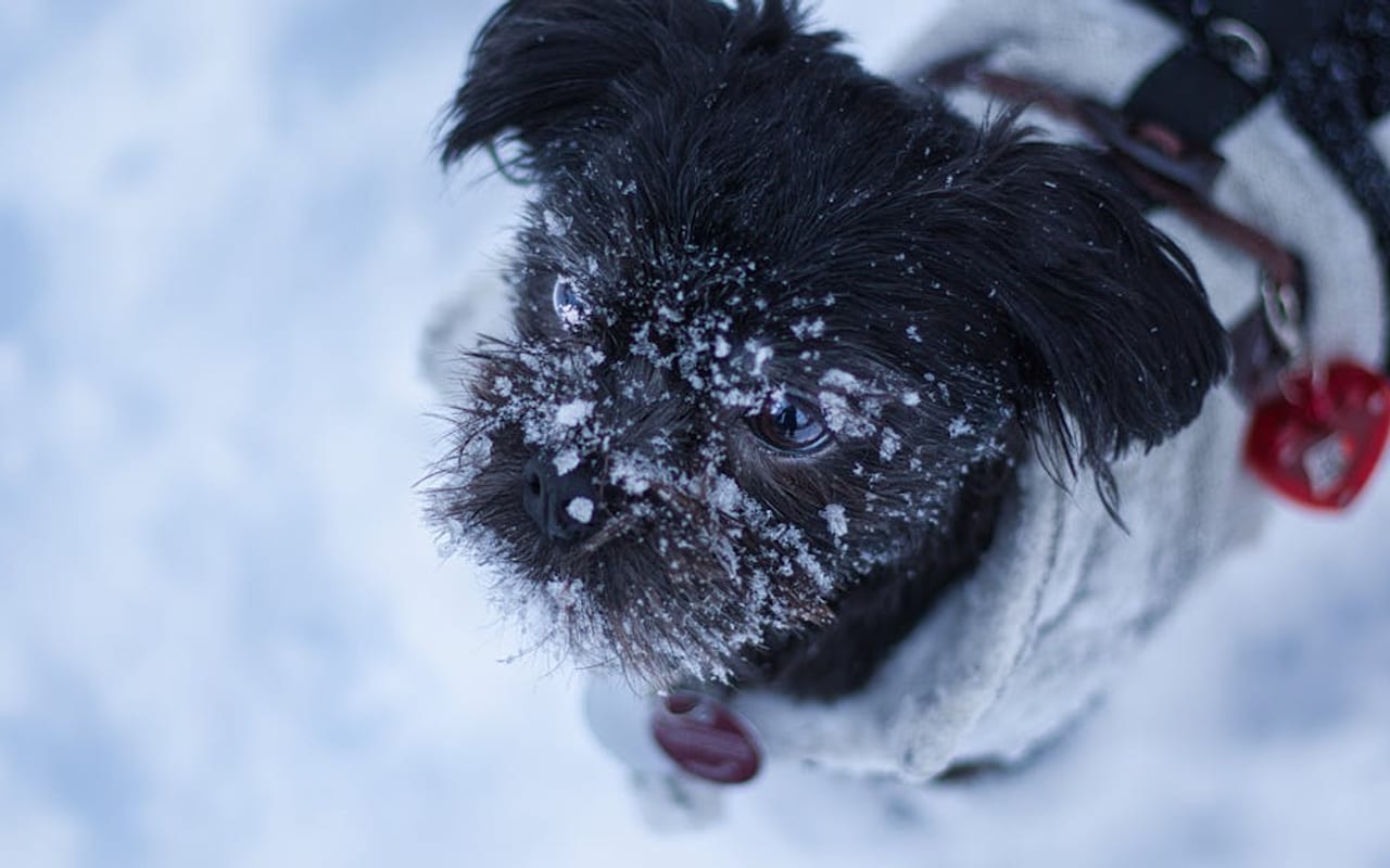 Affenpinscher dog breed portrait