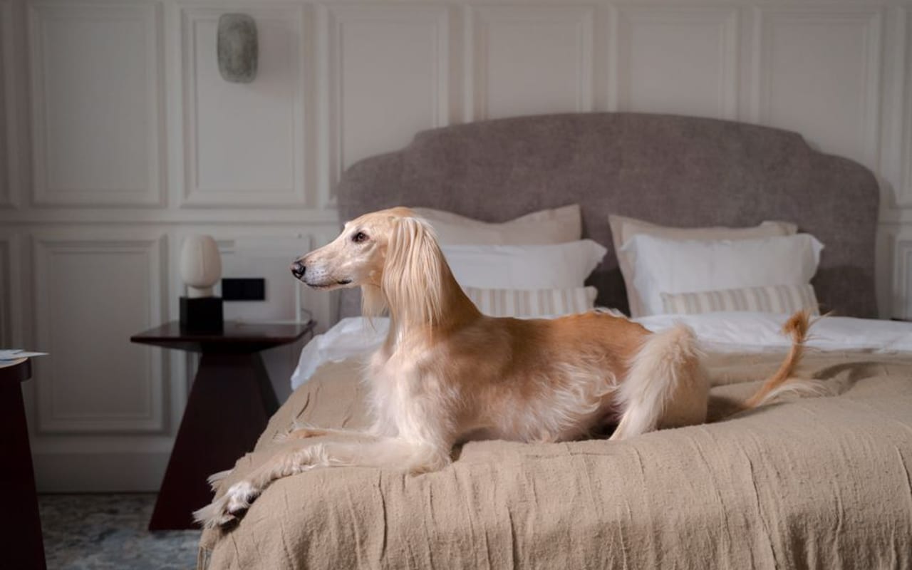 Afghan Hound — gallery 4