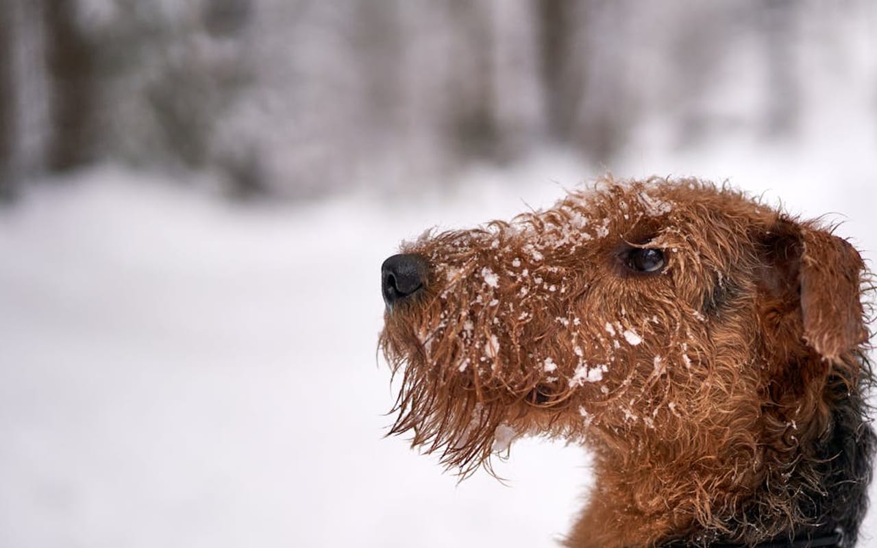 Airedale Terrier dog breed portrait
