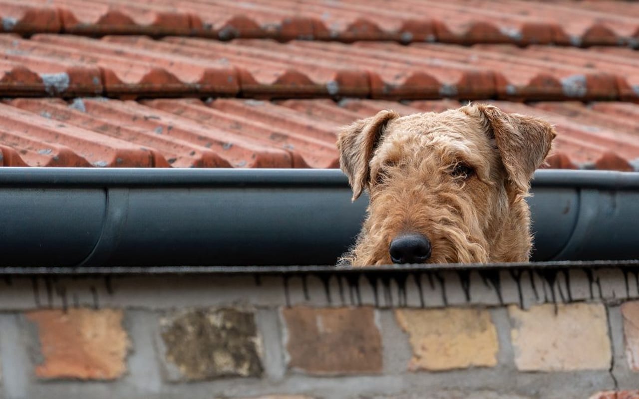 Airedale Terrier — gallery 2