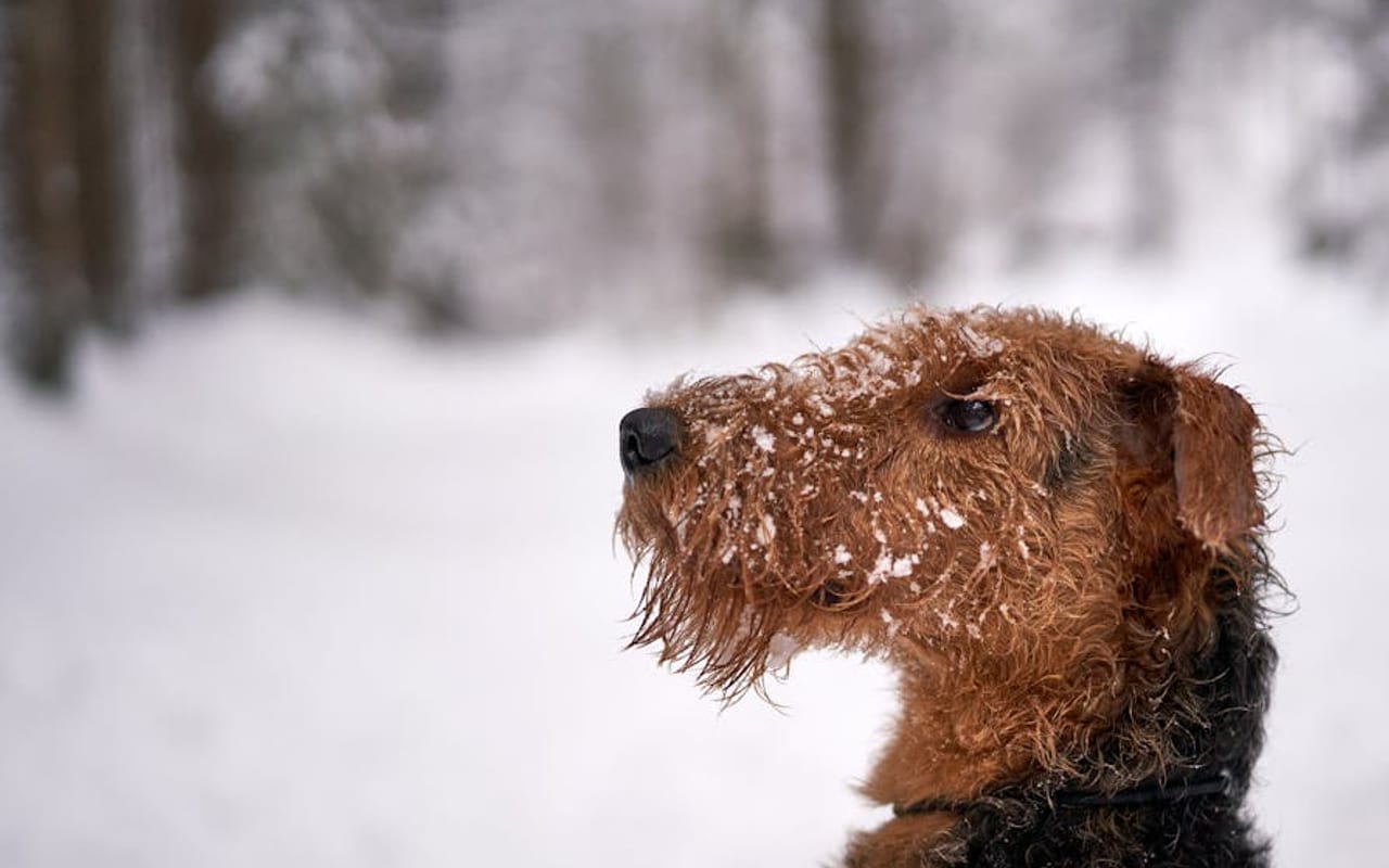 Airedale Terrier — gallery 4