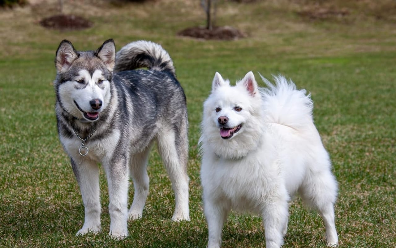 Alaskan Klee Kai breed