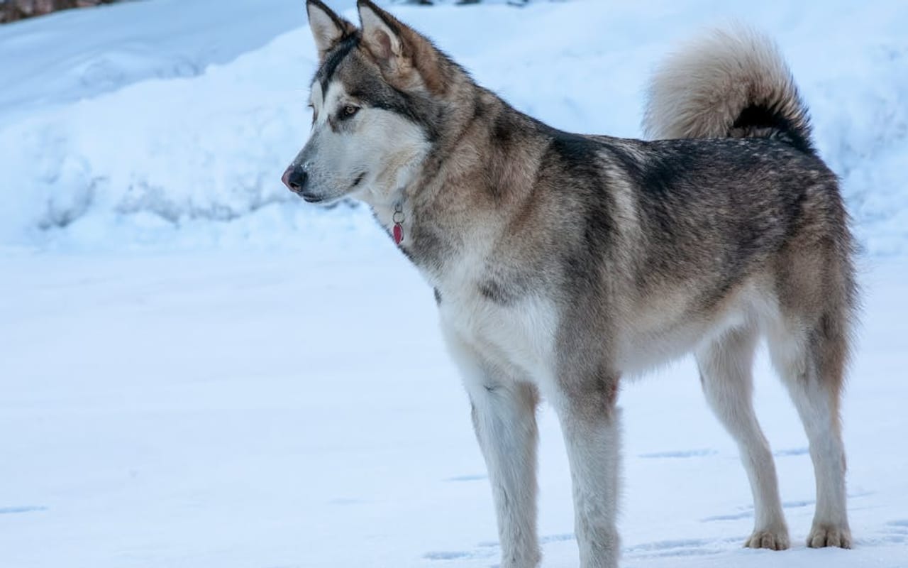 Alaskan Malamute