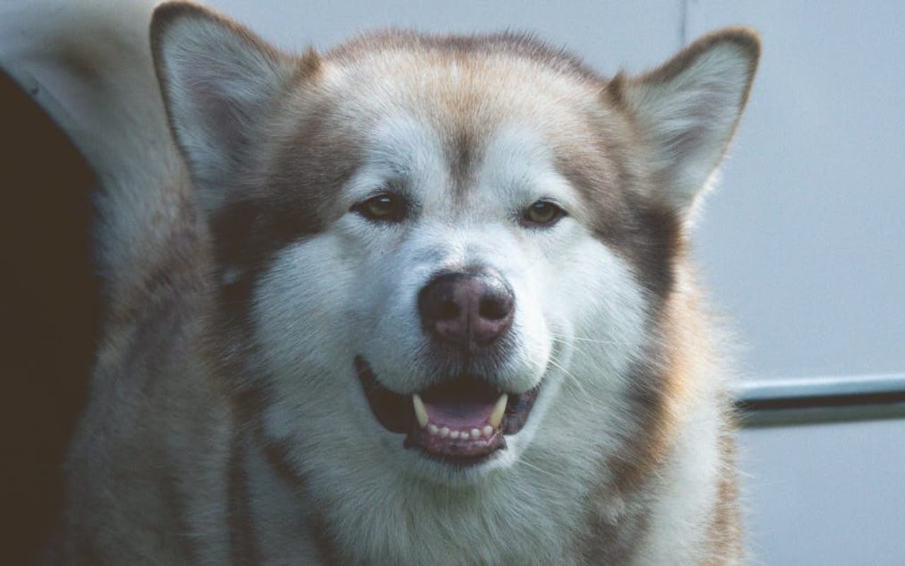 Alaskan Malamute — gallery 2