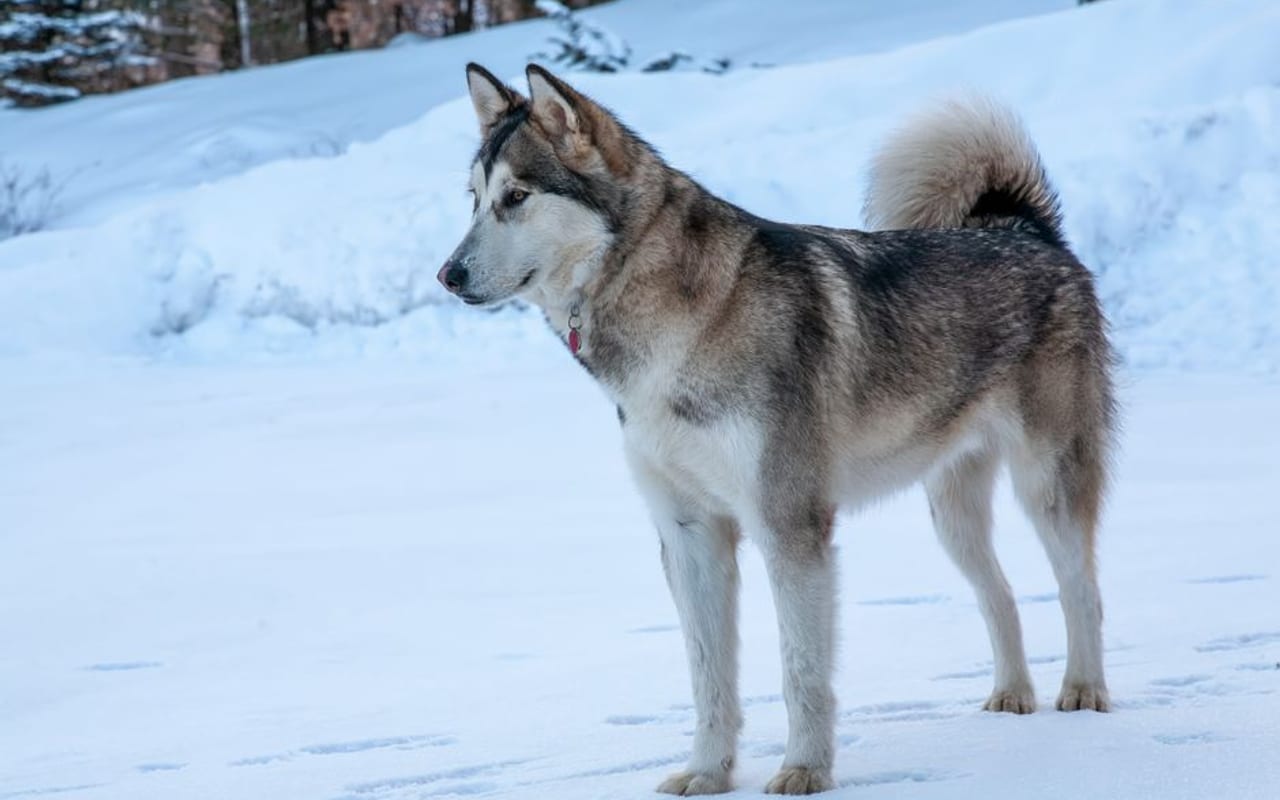 Alaskan Malamute — gallery 4
