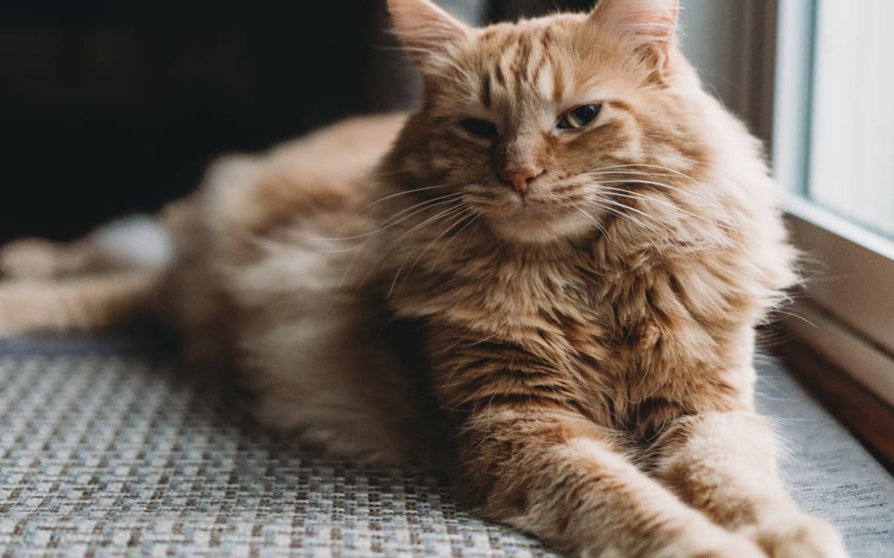American Bobtail