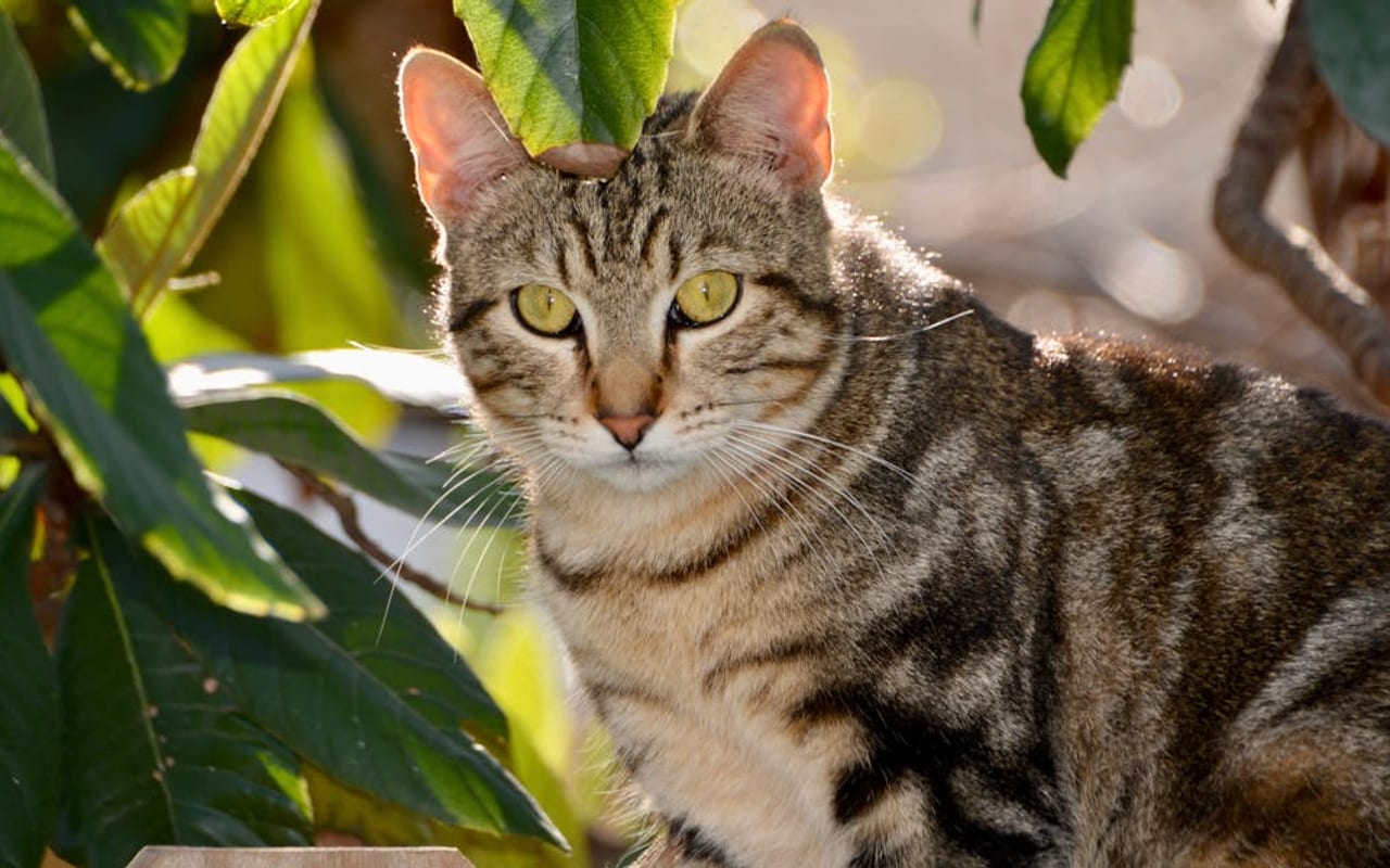 American Bobtail — gallery 2