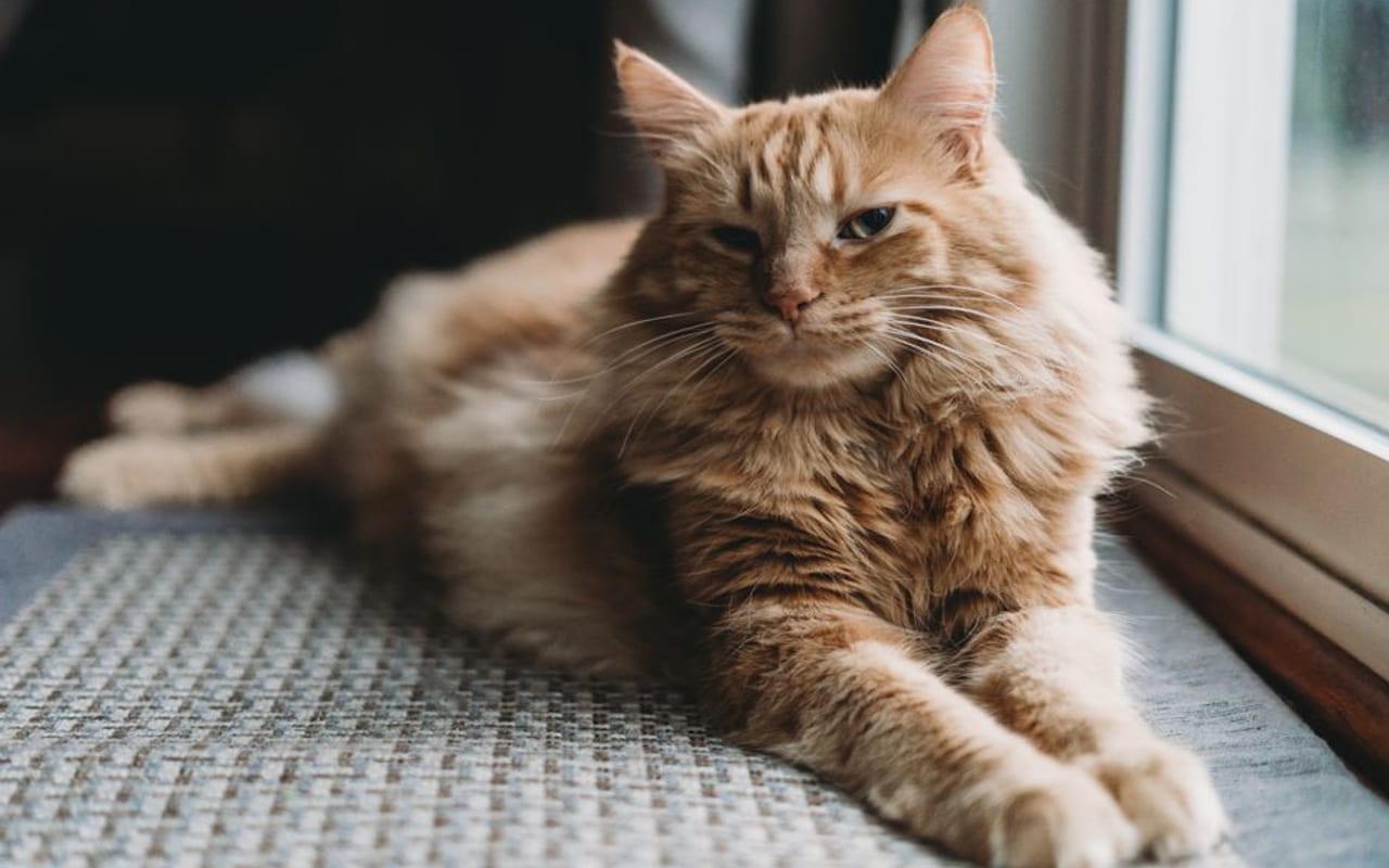 American Bobtail — gallery 4