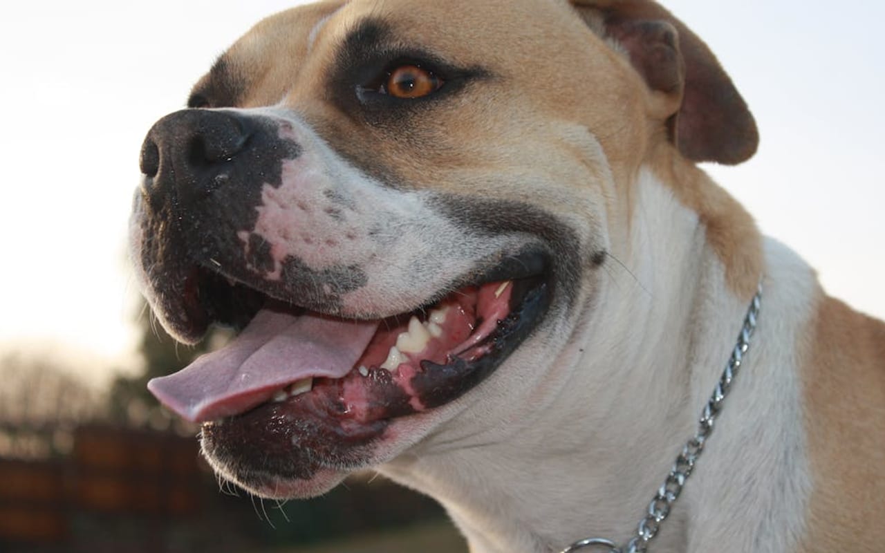 American Bulldog
