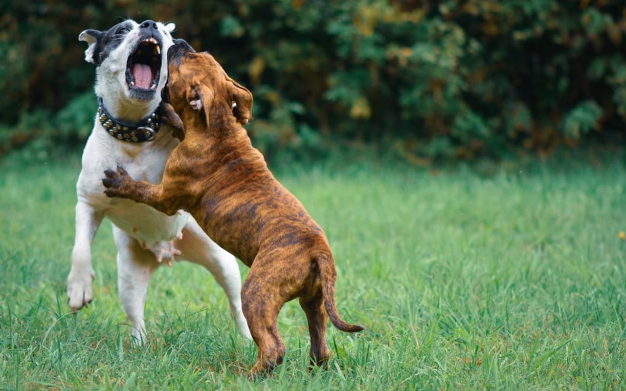 American Bulldog — gallery 4