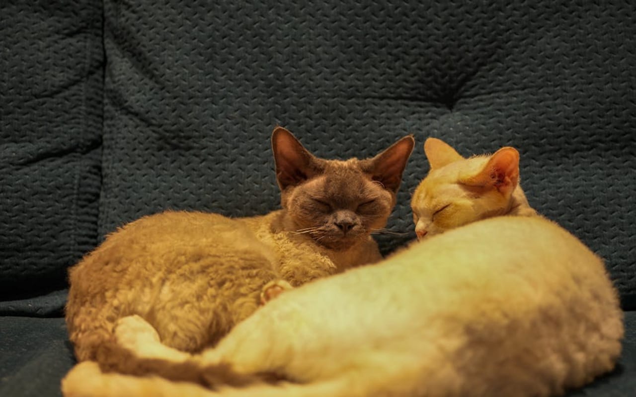 American Curl