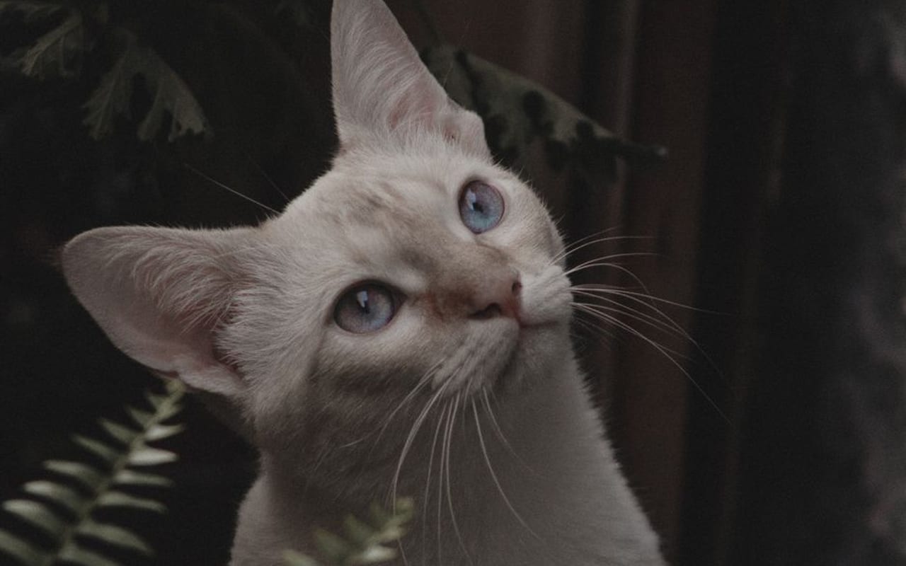 American Curl — gallery 4