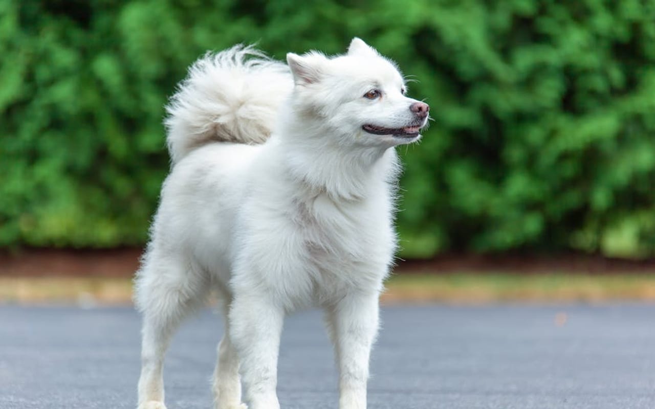 American Eskimo Dog dog breed portrait
