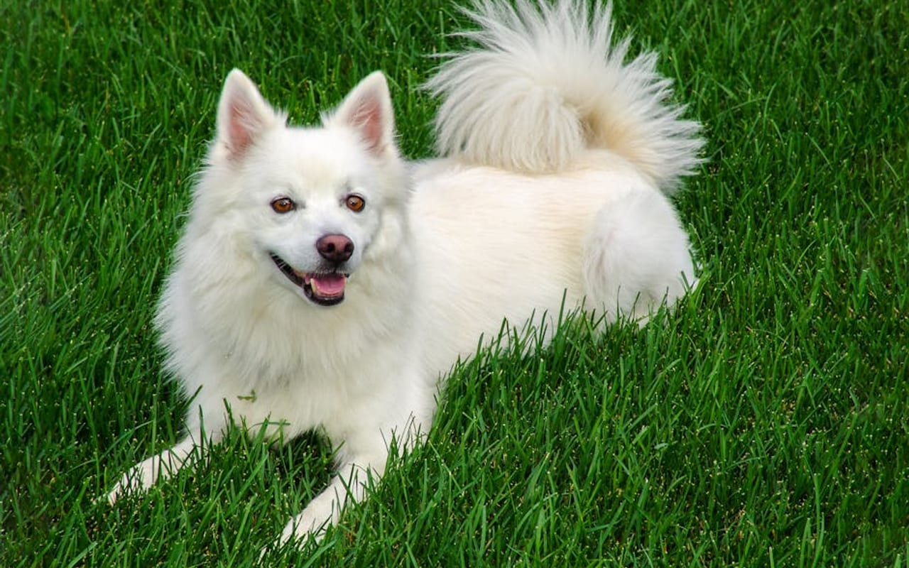 American Eskimo Dog — gallery 4