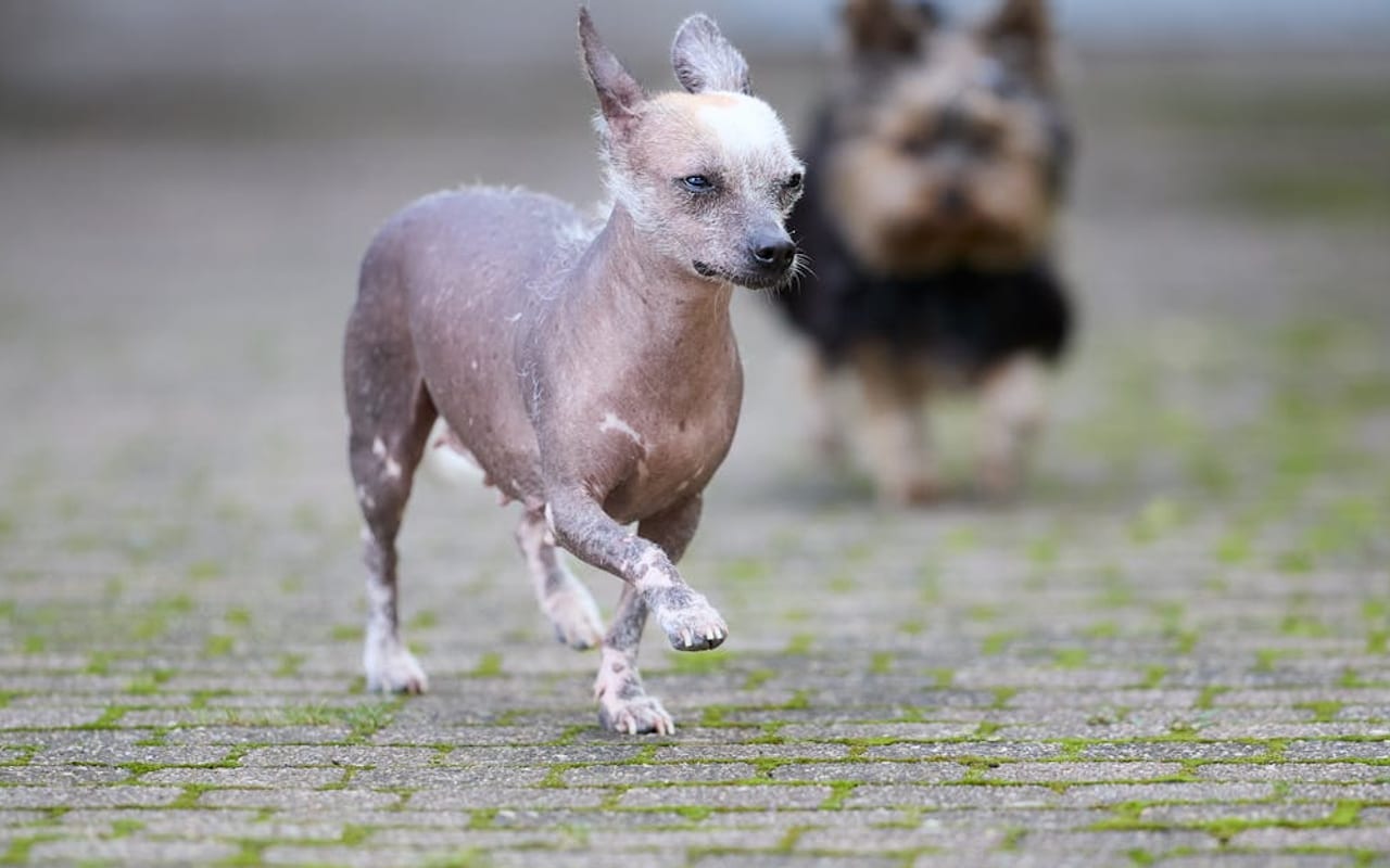 American Hairless Terrier — gallery 2