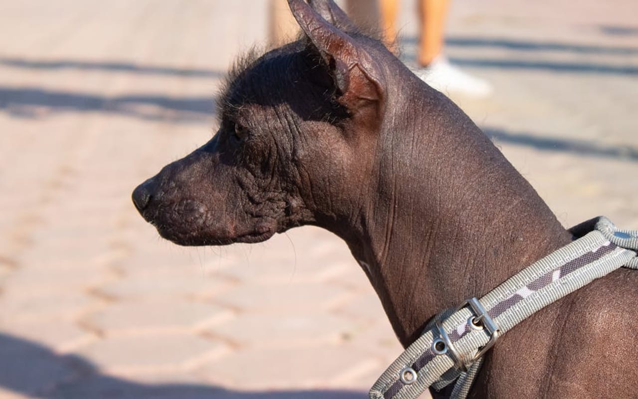 American Hairless Terrier — gallery 3