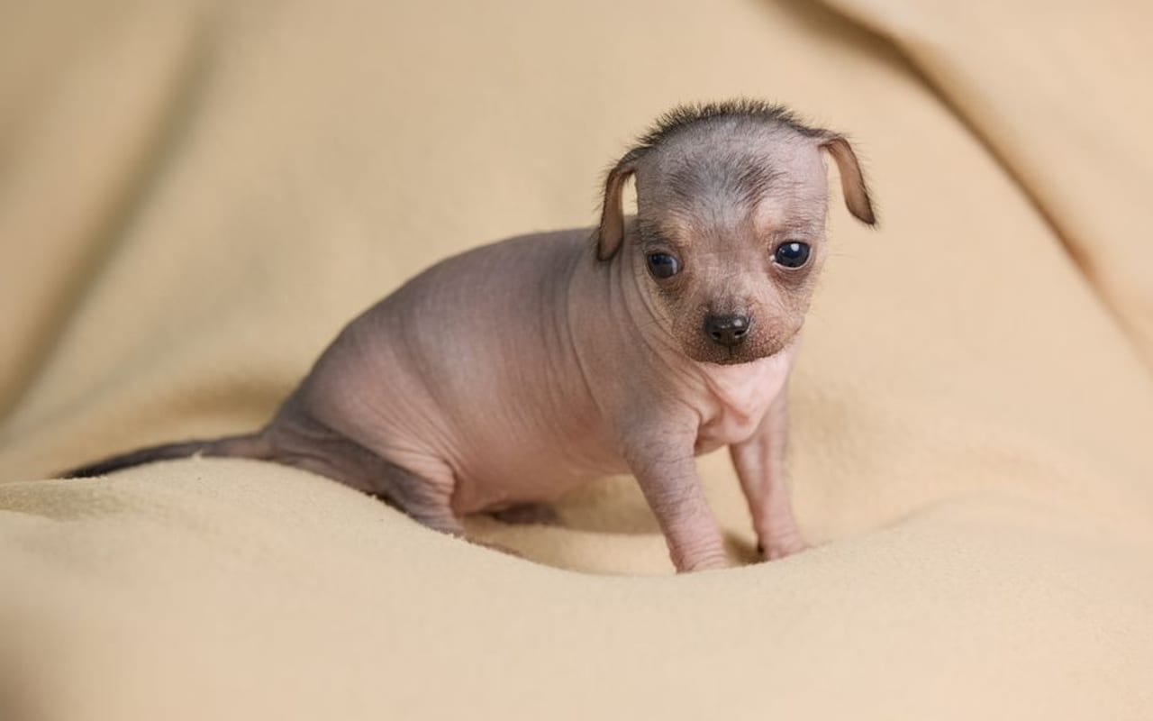 American Hairless Terrier — gallery 4