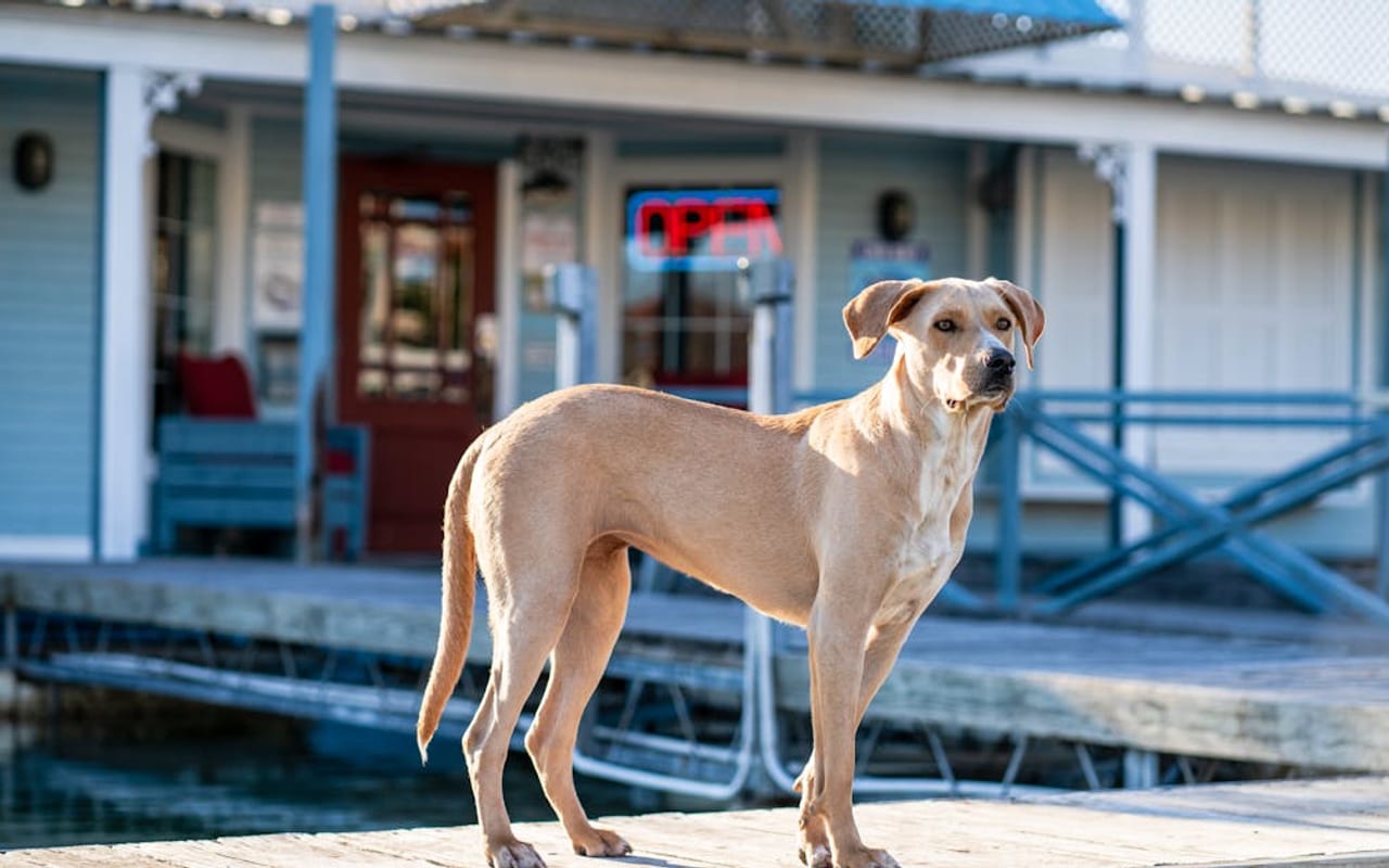 American Leopard Hound dog breed portrait