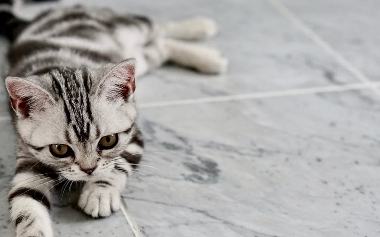 American Shorthair cat breed