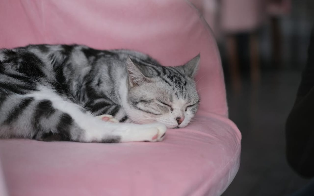 American Shorthair — gallery 3