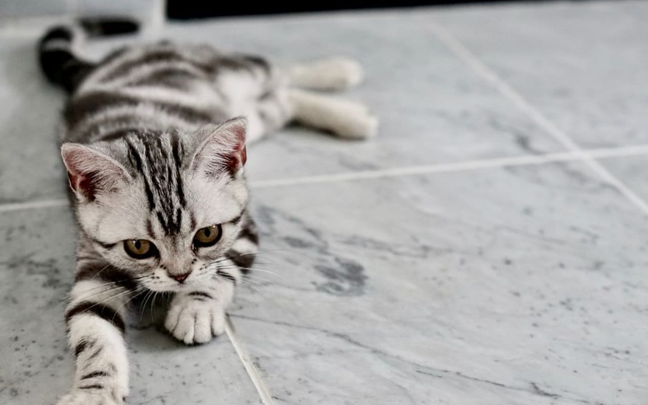 American Shorthair — gallery 4