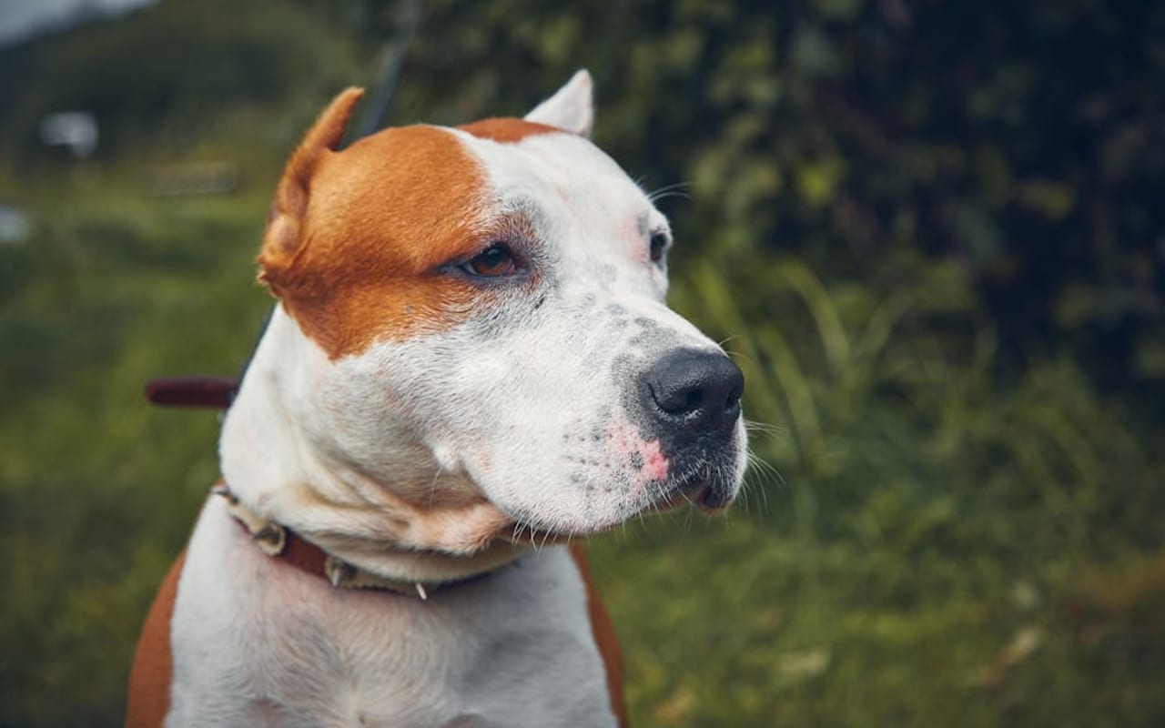 American Staffordshire Terrier — gallery 4
