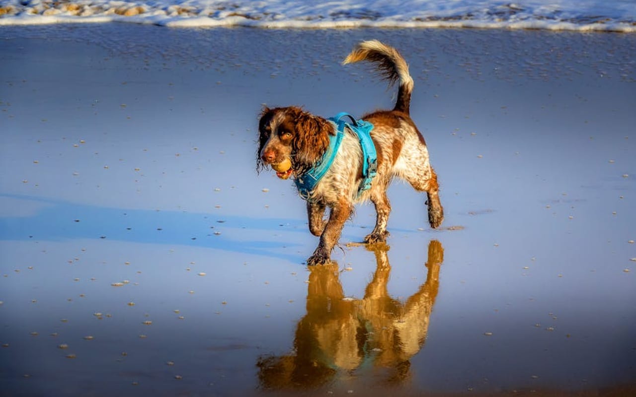 American Water Spaniel — gallery 4