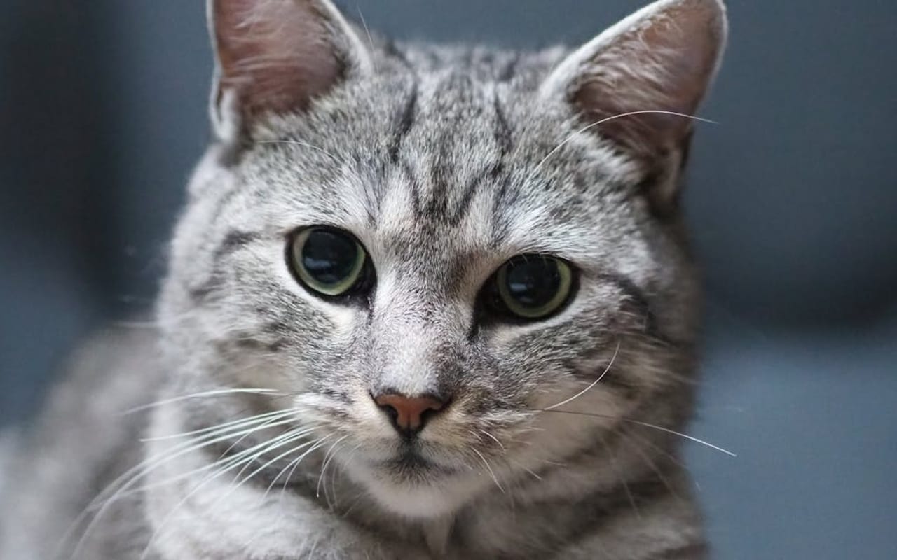 American Wirehair — gallery 3