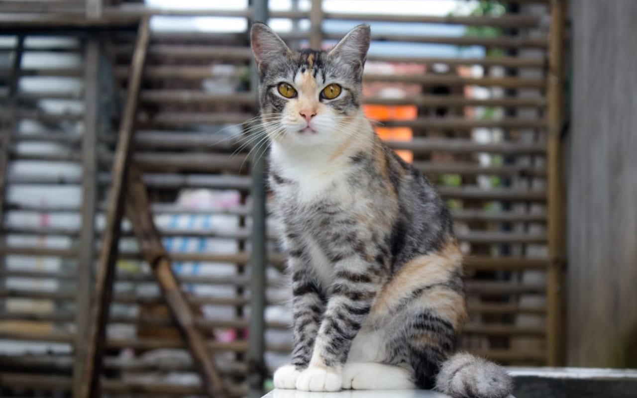 American Wirehair — gallery 4