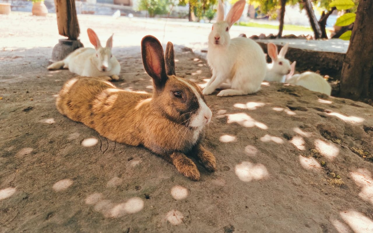 American rabbit