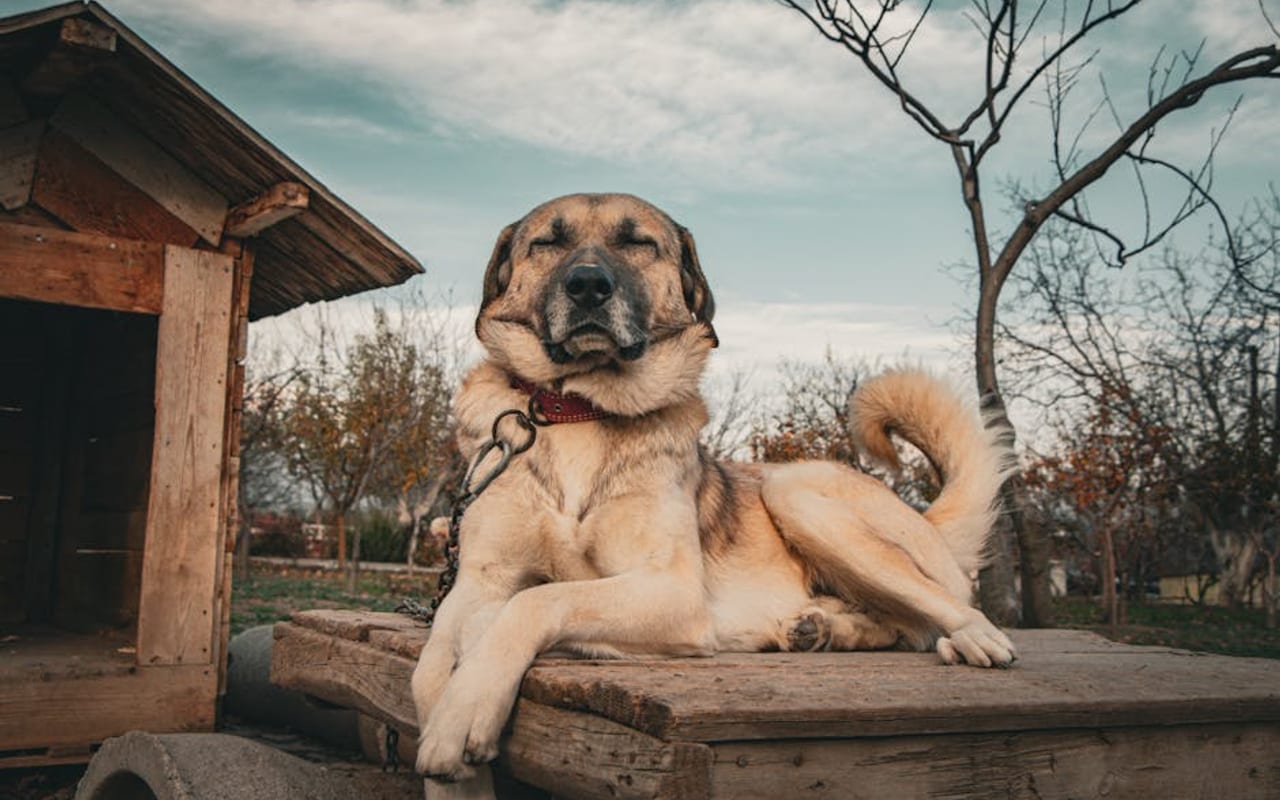 Anatolian Shepherd Dog — gallery 4