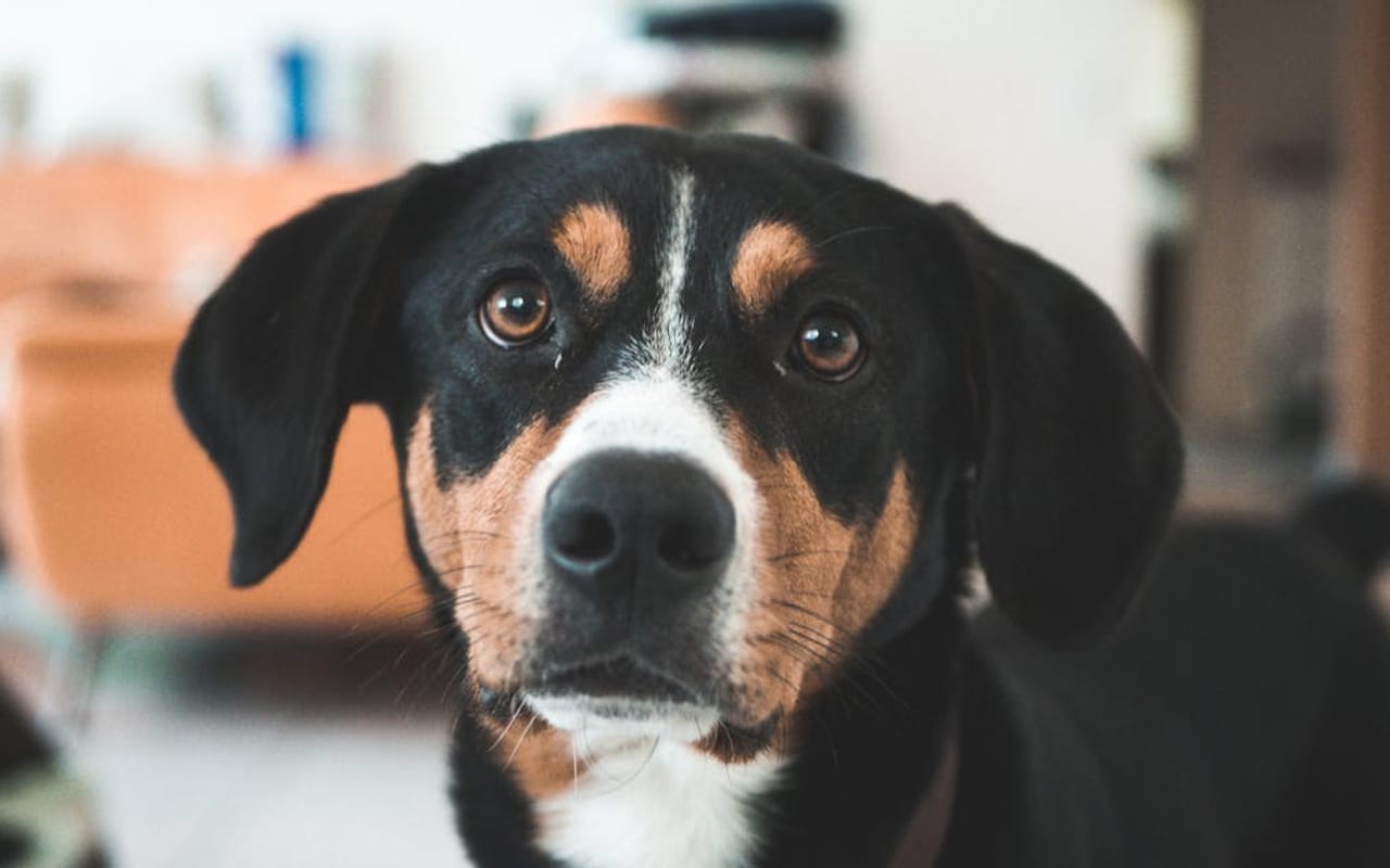 Appenzeller Sennenhund