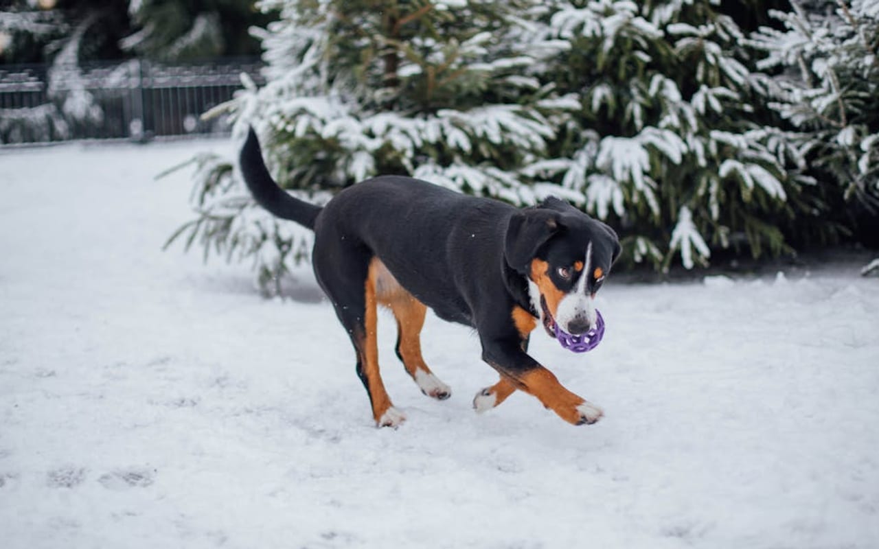Appenzeller Sennenhund — gallery 2