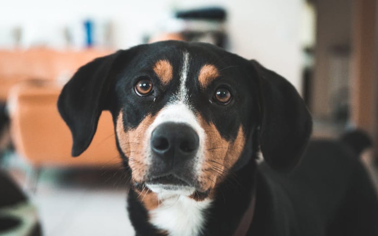 Appenzeller Sennenhund — gallery 4