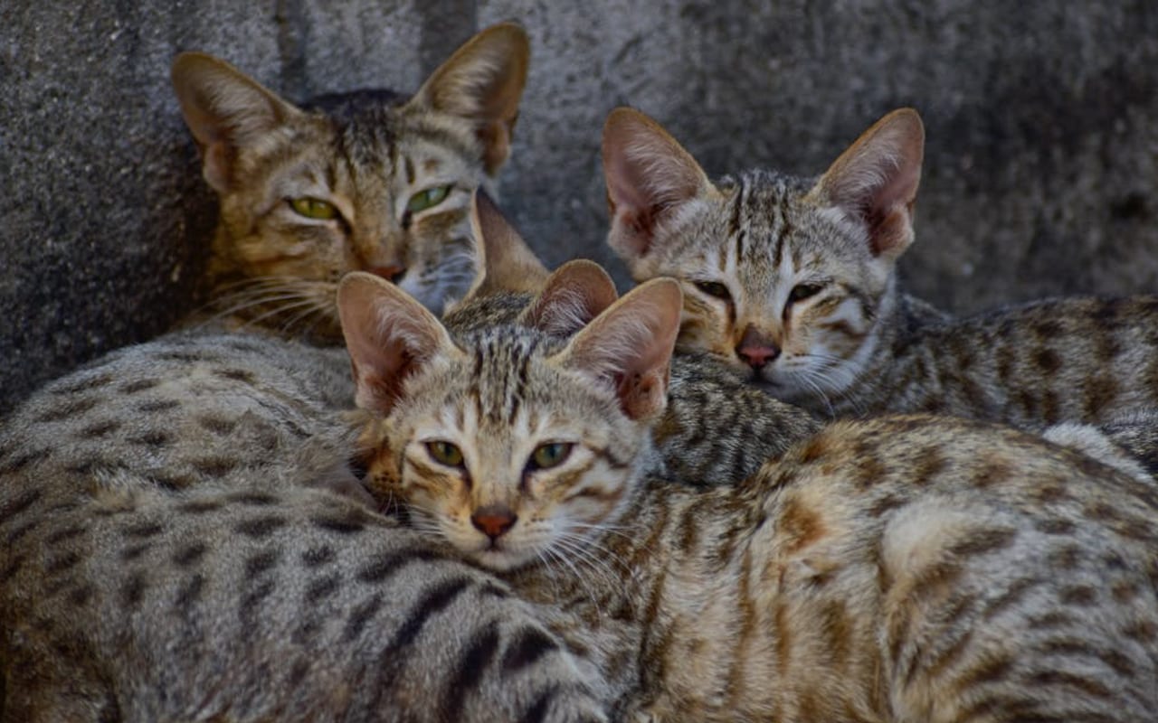 Arabian Mau