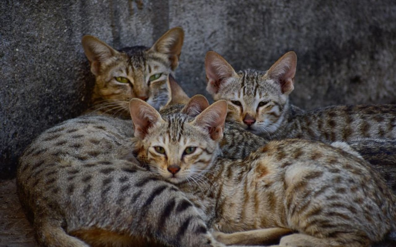 Arabian Mau — gallery 4