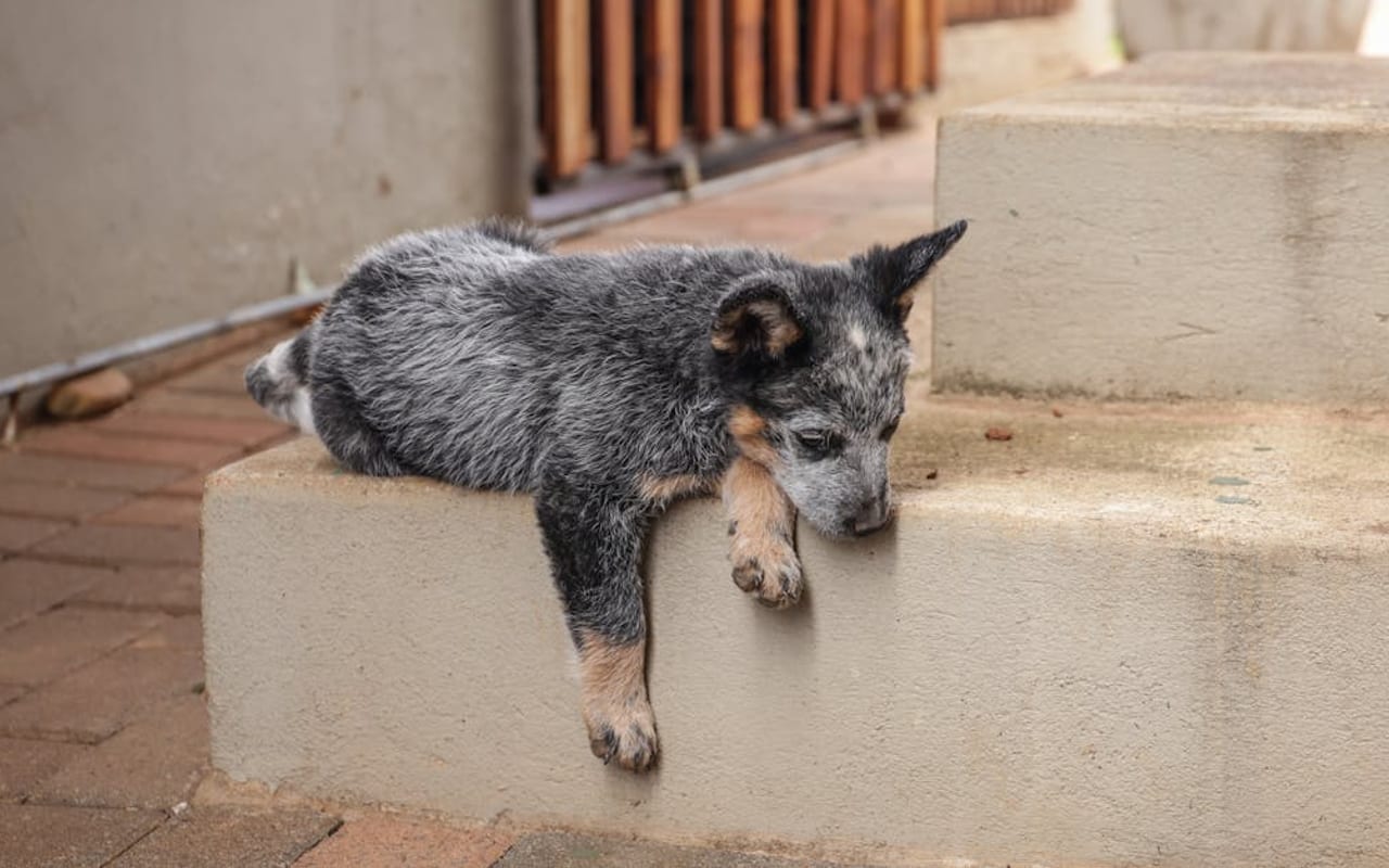Australian Cattle Dog