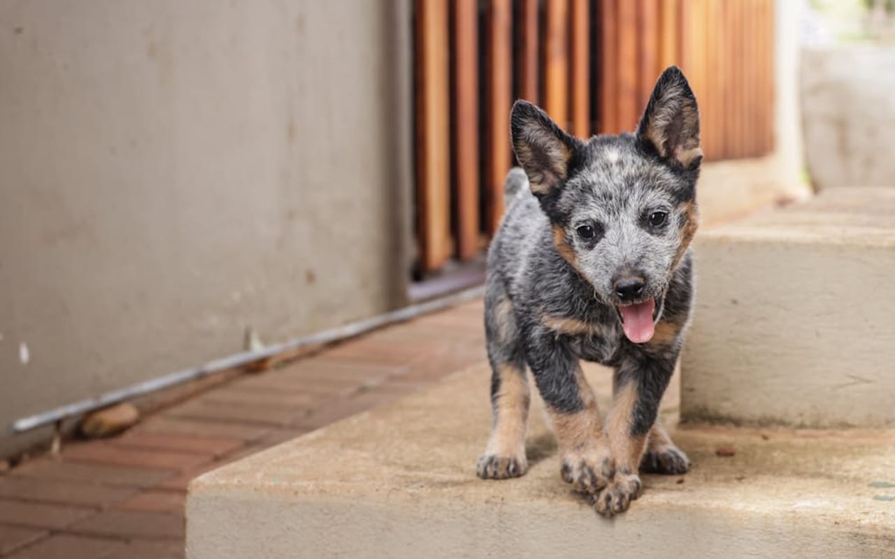 Australian Cattle Dog — gallery 2