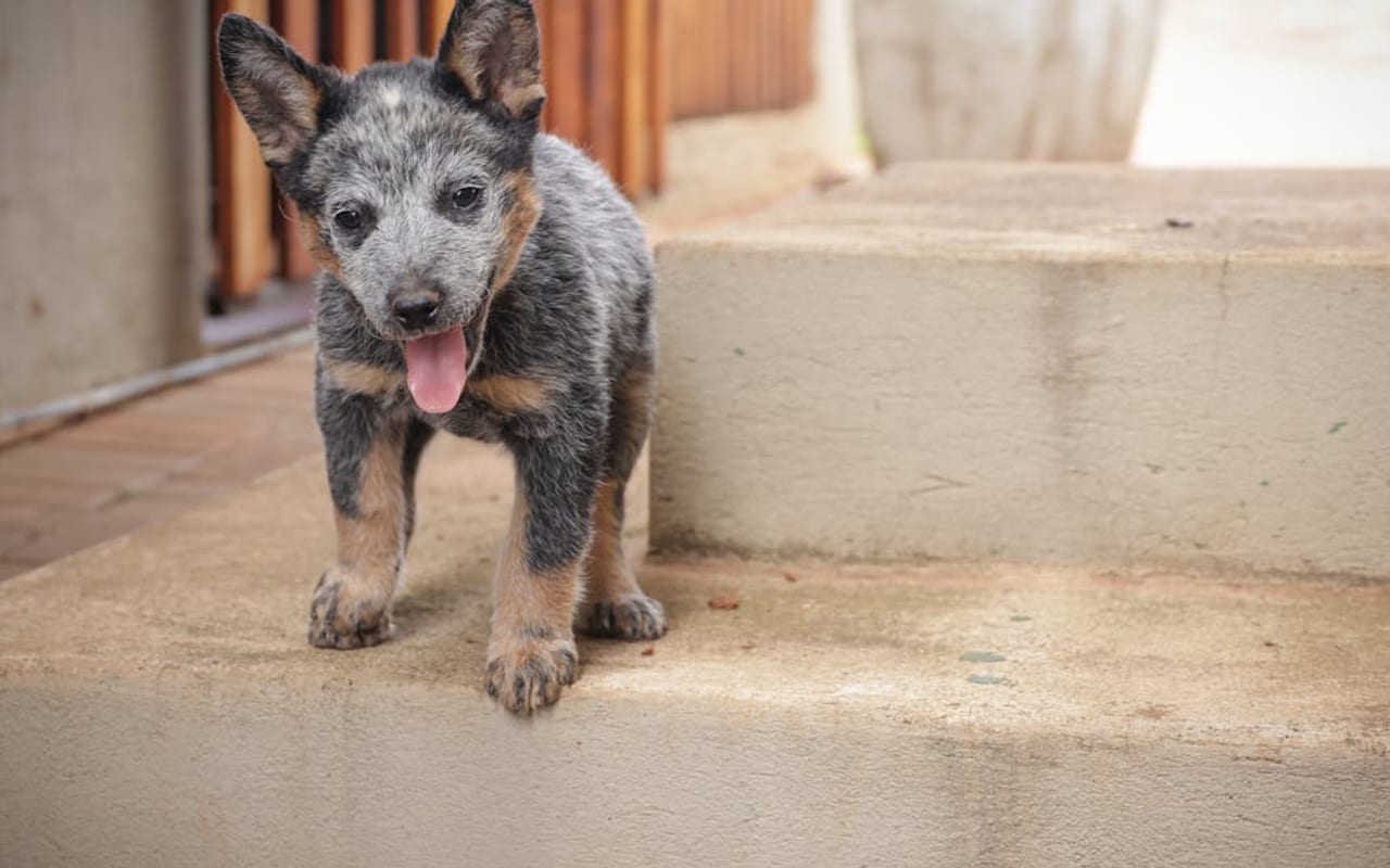 Australian Cattle Dog — gallery 3