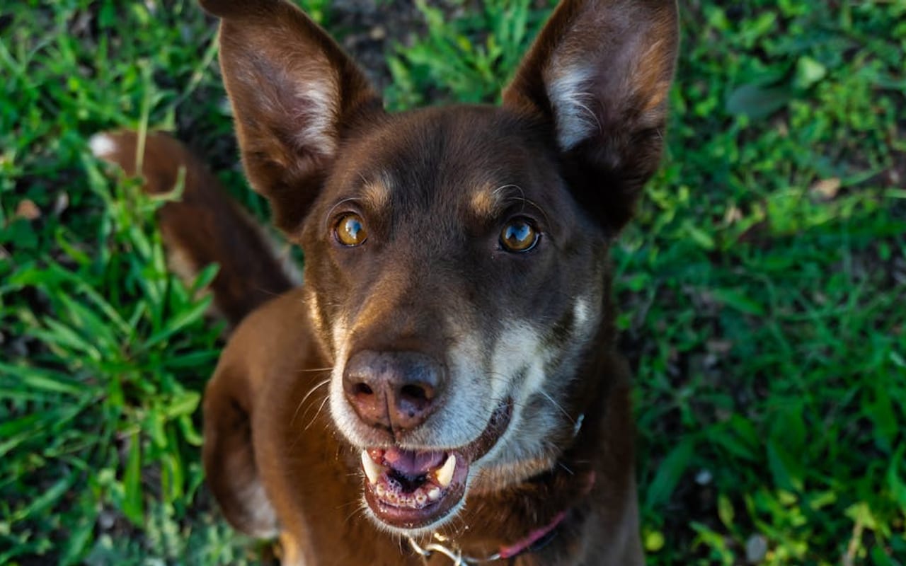 Australian Kelpie