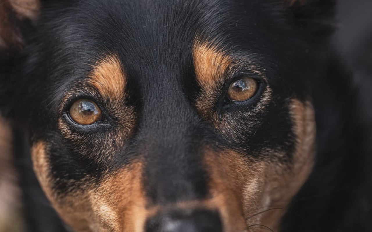 Australian Kelpie — gallery 3