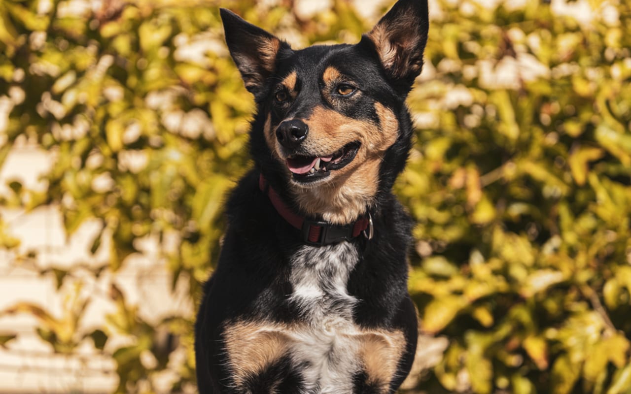 Australian Kelpie — gallery 4