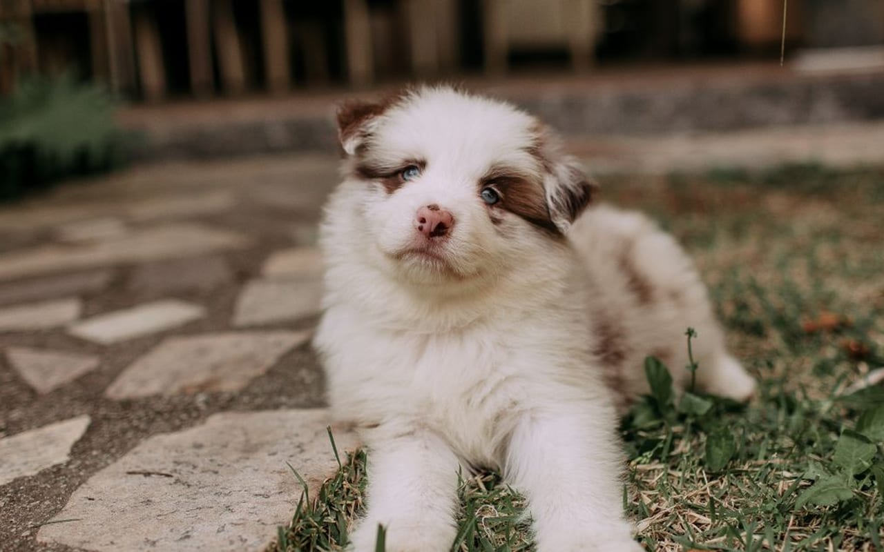 Australian Shepherd