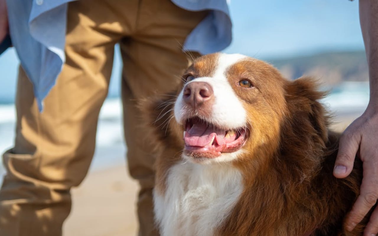 Australian Shepherd — gallery 2