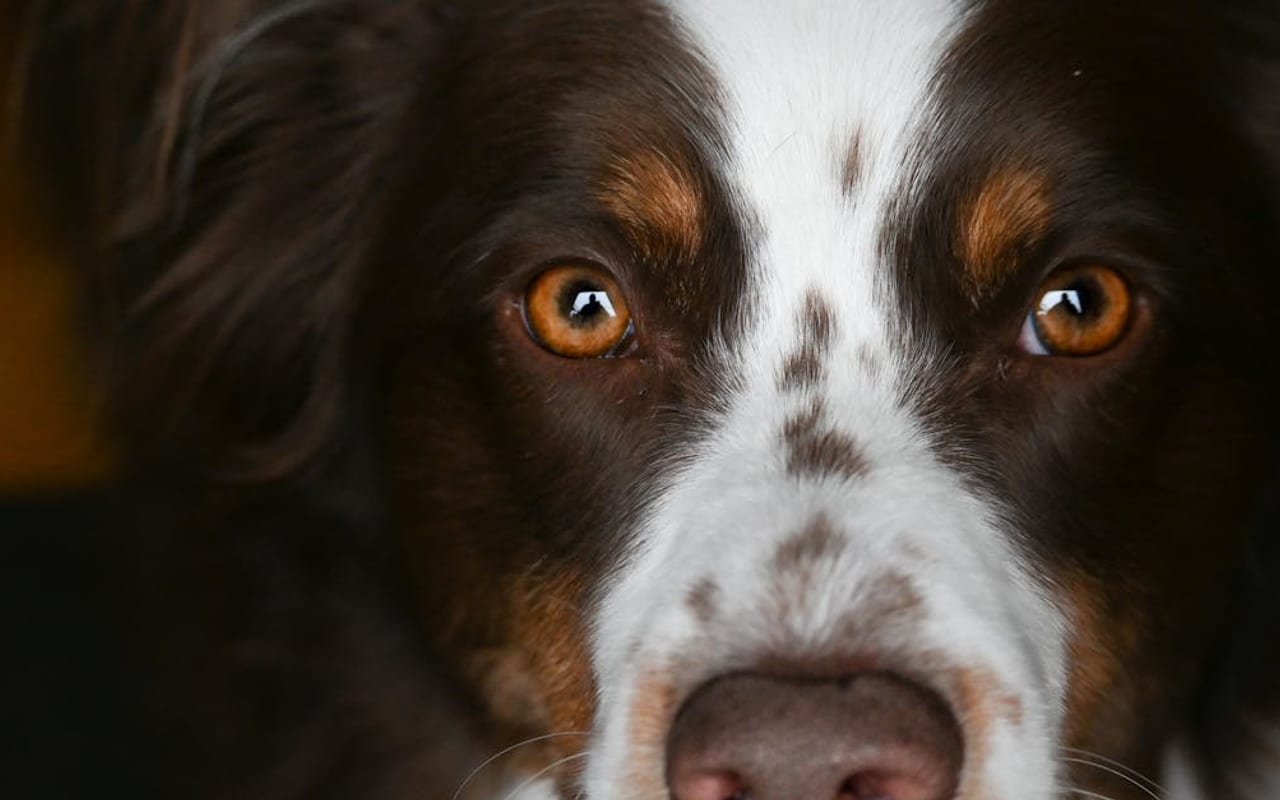 Australian Shepherd — gallery 4