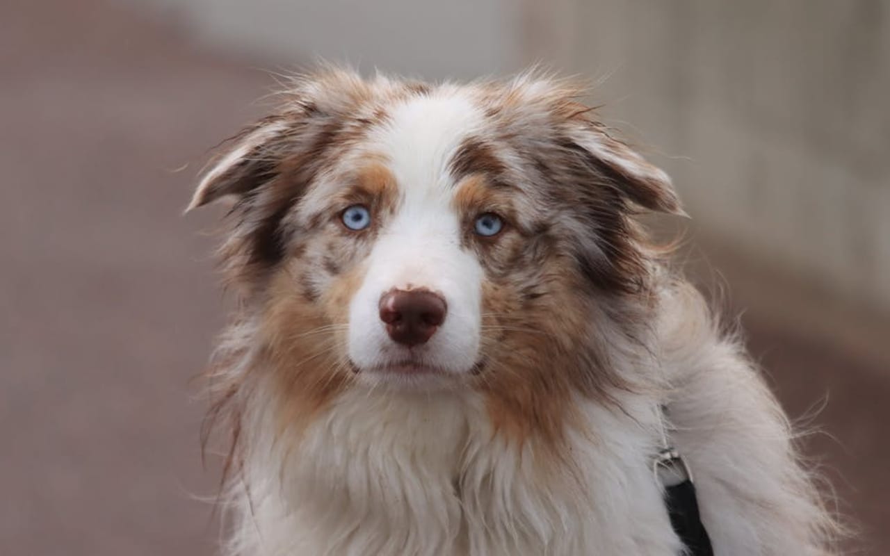 Australian Shepherd — gallery 5