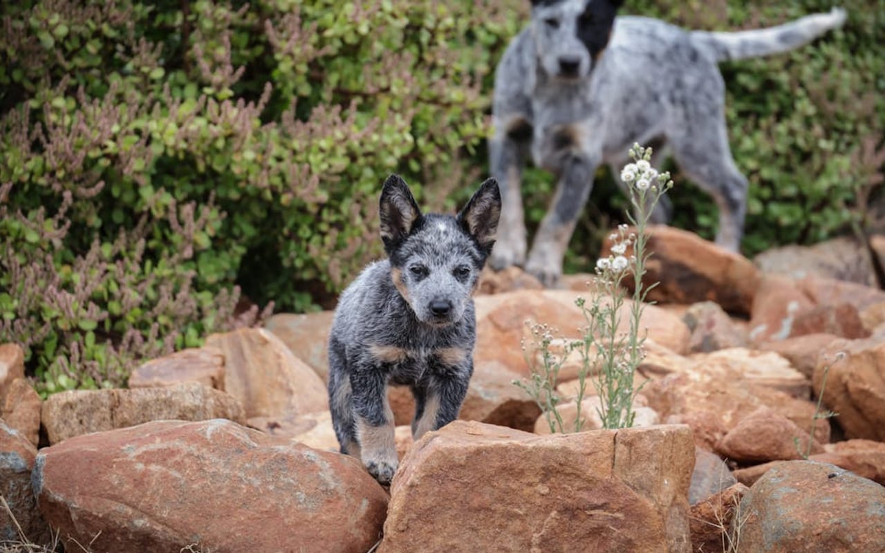 Australian Stumpy Tail Cattle Dog breed